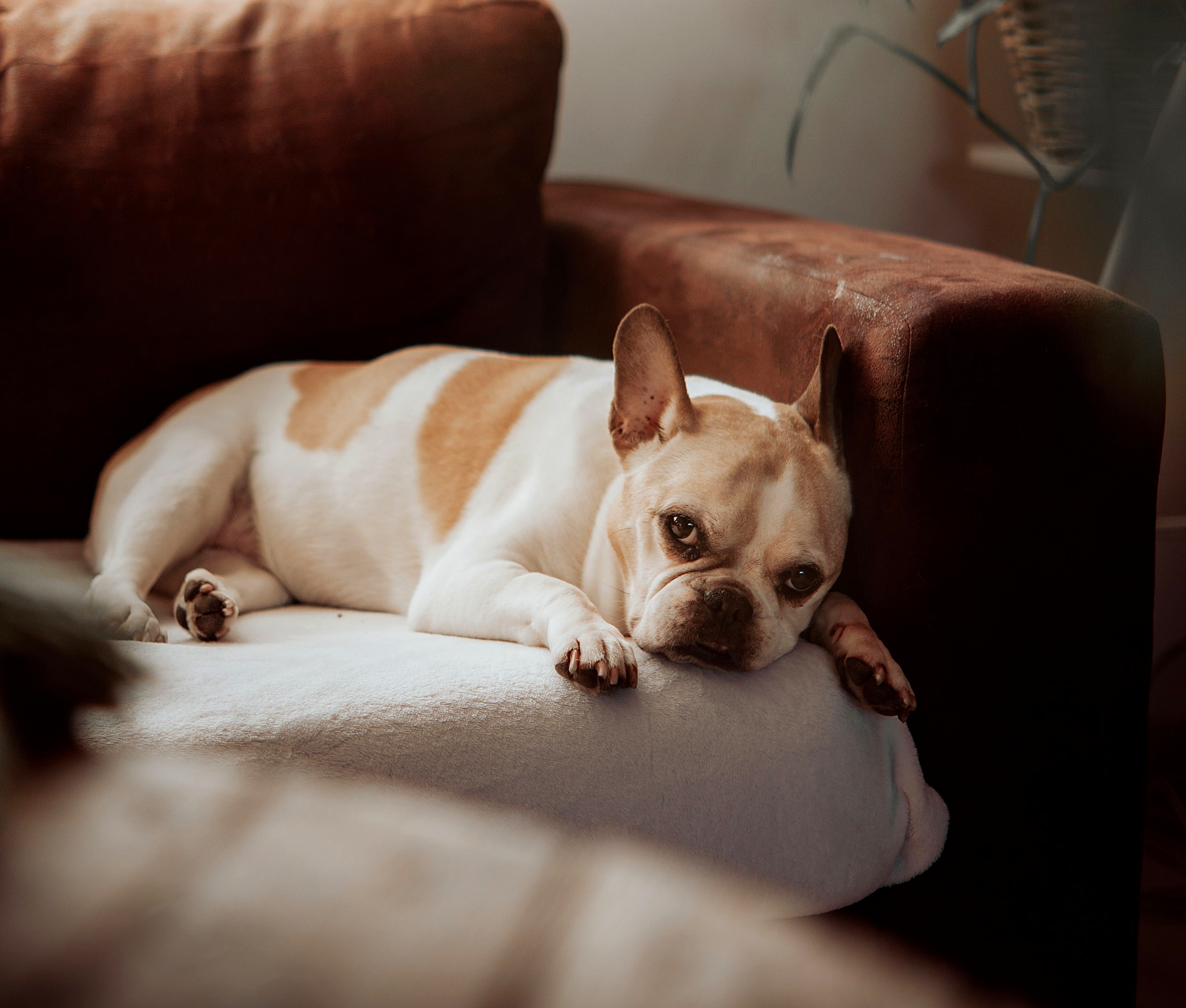 Französische Bulldogge entspannt auf dem Sofa